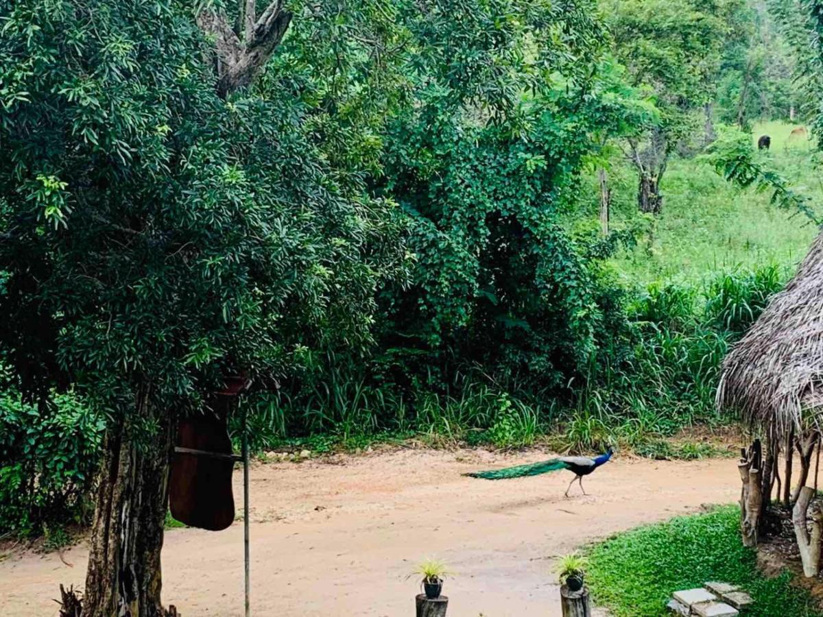 מלון Sigiriya Rock Hide מראה חיצוני תמונה